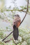 White-Browed Coucal Bird Sits Perched on Branch, Ngorongoro, Tanzania-James Heupel-Photographic Print