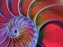 Chambered Nautilus in Colored Light-James L. Amos-Framed Photographic Print