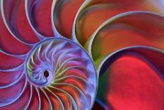 Chambered Nautilus in Colored Light-James L. Amos-Framed Photographic Print