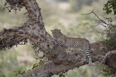 Leopard (Panthera Pardus) in a Fig Tree, Kruger National Park, South Africa, Africa-James-Photographic Print