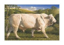Charolais Bull-James Lynch-Premium Giclee Print