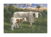 Charolais Bull-James Lynch-Premium Giclee Print