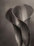 Bronze Calla Lily - 2-James M. Hunt-Framed Premier Image Canvas