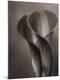 Premium Photographic Print