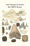 Fossil Teeth of Prehistoric Hippo and Rhino, Fossil Claw of Megalonix-James Parkinson-Art Print
