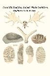Fossilised (Petrified) Wood, Leaves and Bamboo-James Parkinson-Art Print