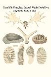 Fossil Teeth of Prehistoric Hippo and Rhino, Fossil Claw of Megalonix-James Parkinson-Art Print