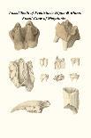 Fossil Dinosaur Head, Dinosaur or Shark Teeth and Fish Parts-James Parkinson-Art Print