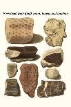 Fossilised (Petrified) Wood, Leaves and Bamboo-James Parkinson-Art Print