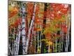 Premium Photographic Print