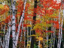 Birch and Maple Trees in Autumn-James Randklev-Photographic Print