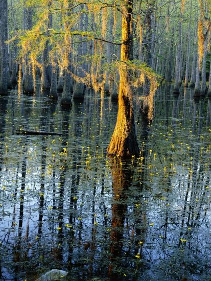 Cypress Tree and Bladderwort Flowers in Swamp Photographic Print ...