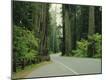 Premium Photographic Print