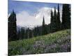 Photographic Print
