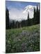 Photographic Print