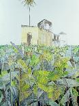 Fruit-Stall, La Laguinilla, 1998-James Reeve-Giclee Print