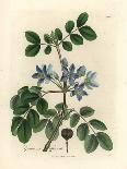 Nutmeg and Mace Tree, Myristica Moschata, Myristica Fragrans-James Sowerby-Giclee Print