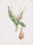 Seaweeds - Peacock's Tail-James Sowerby-Art Print