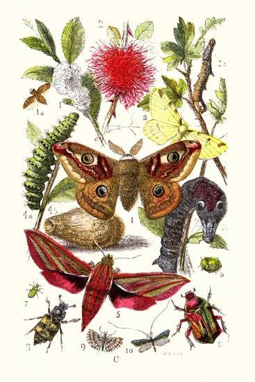 Art Print, , large