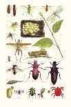 May-Fly, Brimstone Butterfly, Musk Beetle, Nut Weevil-James Sowerby-Art Print