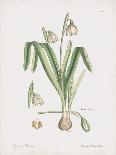 Leucoium Vernum-James Sowerby-Giclee Print