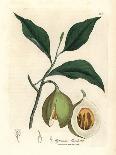 Nutmeg and Mace Tree, Myristica Moschata, Myristica Fragrans-James Sowerby-Giclee Print