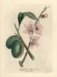 Pink Flowered Almond Tree, Amygdalus Communis-James Sowerby-Giclee Print