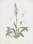 Epipactis Media-James Sowerby-Giclee Print