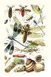 Glow-Worm, Lacewing Fly, Grasshopper,Scarlet Spider-James Sowerby-Art Print