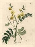 Yellow Flowered Senna or Egyptian Cassia with Seed Pods, Cassia Senna-James Sowerby-Giclee Print