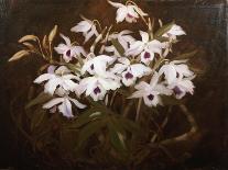 White Camelias-James Stuart Park-Framed Giclee Print