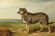 Fanny, a Favourite Dog, 1822-James Ward-Giclee Print