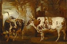 Portraits of Two Extraordinary Oxen, the Property of the Earl of Powis, 1814-James Ward-Giclee Print