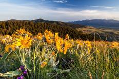 Balsam Root Flowers Above Missoula Valley, Missoula, Montana-James White-Photographic Print