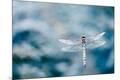Premium Photographic Print