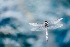 Dragonfly Hovering over Blue Water-James White-Photographic Print