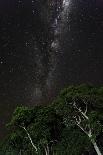 Light painted tree in the foreground with the Milky Way Galaxy in the Pantanal, Brazil-James White-Photographic Print