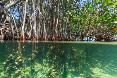 Over and under Shot of Mangrove Roots in Tampa Bay, Florida' Photographic  Print - James White 