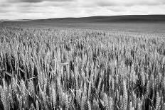 Balsam Root Flowers Above Missoula Valley, Missoula, Montana-James White-Photographic Print