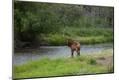 Photographic Print