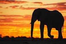 A Silhouette of a Large Male African Elephant Against a Golden Sunset-Jami Tarris-Photographic Print