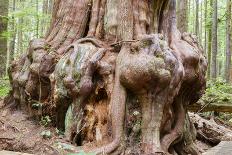Canada, B.C, Port Renfrew, Avatar Grove, Ancient Red Cedar Tree-Jamie And Judy Wild-Photographic Print