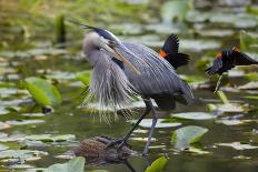 Wa, Juanita Bay Wetland, Great Blue Heron, Ardea Herodias-Jamie And Judy Wild-Photographic Print