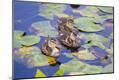 Photographic Print