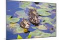 Photographic Print