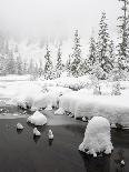 Wyoming, Grand Teton National Park. Willow Flats, bull moose-Jamie and Judy Wild-Photographic Print