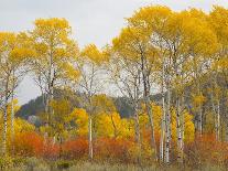 Wyoming, Grand Teton National Park. Golden Aspen trees-Jamie and Judy Wild-Photographic Print