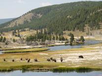 Wyoming, Grand Teton National Park. Teton Range and golden Aspen trees-Jamie and Judy Wild-Photographic Print