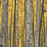 Aspen Trees 3-Jamie Cook-Giclee Print