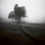 Fog Tree Study II-Jamie Cook-Framed Giclee Print